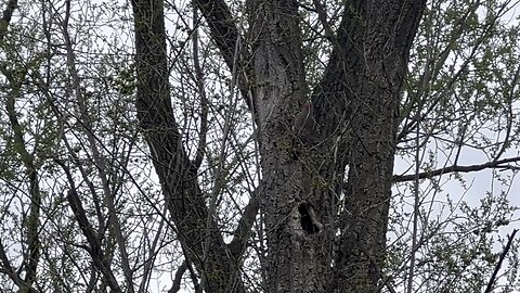 Red-Breasted wood pecker possible nest