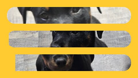 DONEYUNO ROTTIES