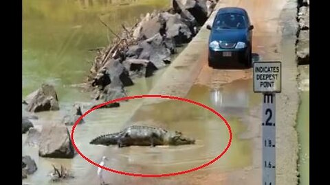 Oh, what a surprise! The stork led the giant crocodile across the river