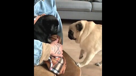 Pug meets his new puppy brother for the first time