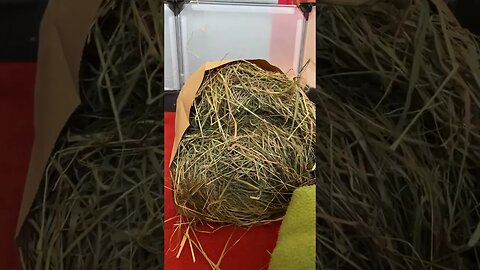 Guinea pigs love their hay bags