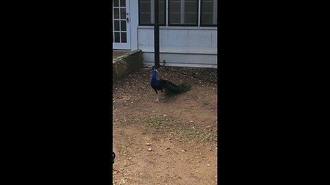 Hello, pretty peacock at Mayfield Park in Austin, Texas