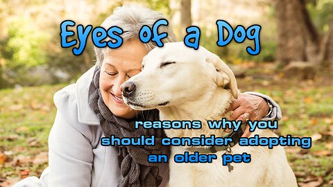 reasons why you should consider adopting an older pet