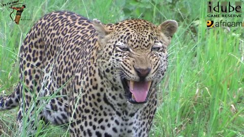 Leopard And Cub - Life Outside The Bushcamp - 8: Visit From the Dominant Male