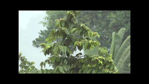 Som de Chuva Torrencial para Dormir e Relaxar