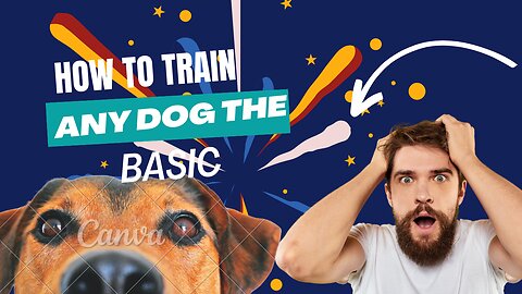 Dog Training (How to train any Dog the Basic)