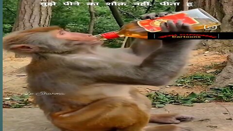 Hindi song -" Mujhe pune ka shaukh nahi " ( Monkey Drinking)