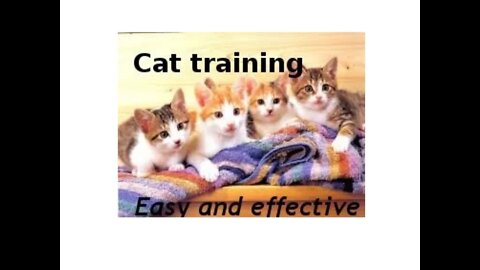 Training Tips How to Teach your Cat