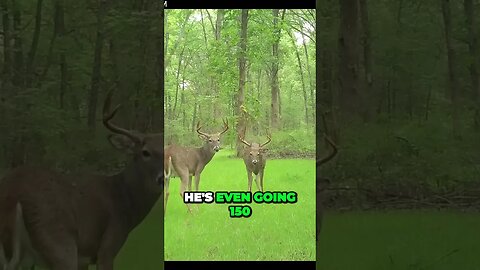 Making educated bets on trophy bucks #shorts #deer #hunting #deerhunting #bucks