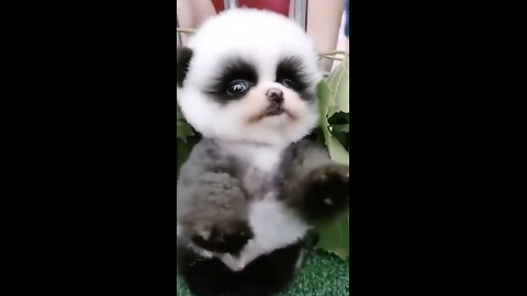 Cutest Baby Animal on Earth 😍 | Heart Warming Babies 💖