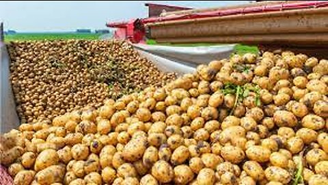 How Harvest Thousand Tons of Potato with Modern Machine | Potato chip,French fries Making in Factory