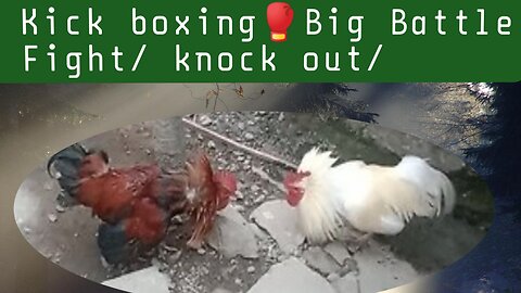 Kick boxing 🥊/Big Battle Fight 💪 Knock out