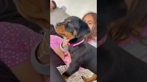 Is This The Cutest Puppy On TikTok?😍 #shorts #rottweiler #puppy