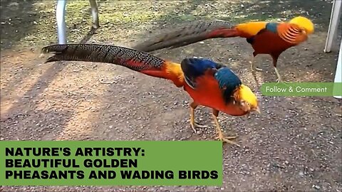 Nature's Artistry: Beautiful Golden Pheasants and Wading Birds