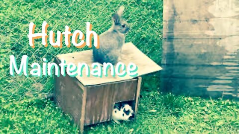 Rabbit Hutch Maintenance | Sovereign Provisions