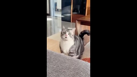 Funny cat videos