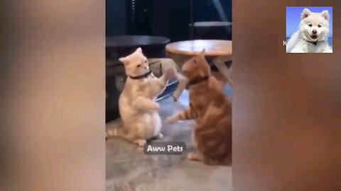 Aww Animals 😼 Trending & Funniest Short Clips