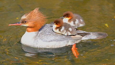 Two Baby Ducklings Riding Mother Common Merganser/ Goosander Duck