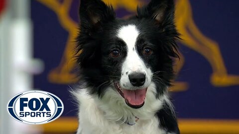 Watch 5 of the best WKC Dog Show moments to celebrate National Puppy Day | FOX SPORTS