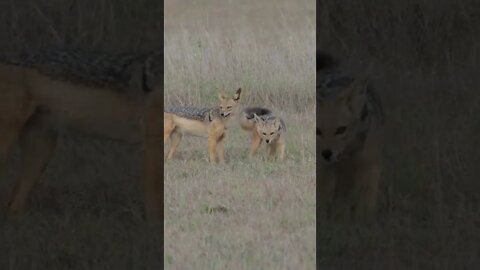 Our Close Encounter With A Pair of Jackal!🤔#shorts #safari #travel #travelling