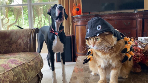 Funny Great Dane Chats With Spider Cat About Halloween