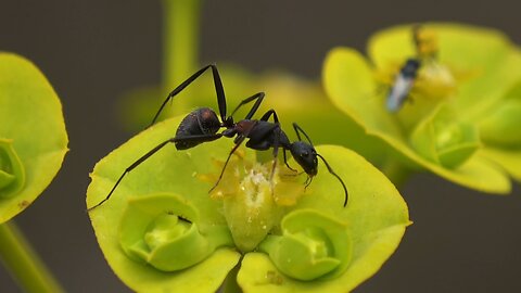 "The Ant World: Uncovering the Life of Social Insects"