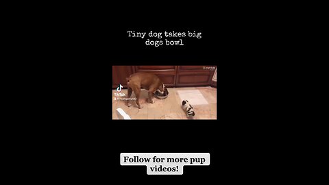 Hilarious! 😂 Tiny dog has big courage!