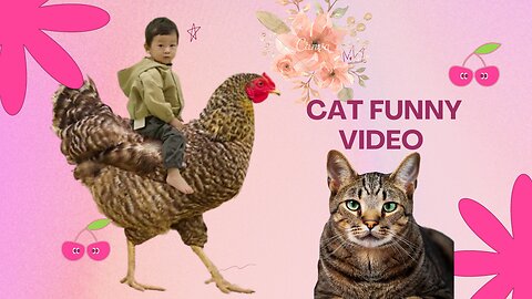 Animal funny videos