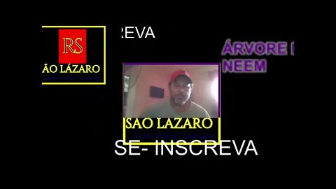 ÁRVORE DE NEEM LIVE DO SÍTIO SÃO LÁZARO