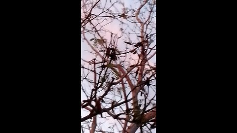 Flock of Parrots Feast on Flowers at Sunset 🦜🦜🦜🦜🪻🪻🪻