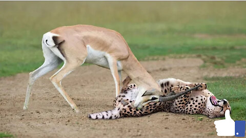 WORLD’S FASTEST ANIMALS FAIL! Grant’s Gazzele Take Down Cheetah With Horns, Lion Hunt Imapala Fail