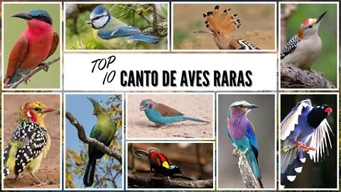 TOP 10 PÁSSAROS RAROS DO MUNDO CANTANDO | COMPILAÇÃO DE AVES SILVESTRES