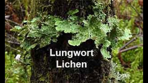 PFTTOT Part 166 Benefits of Lungwort Lichen