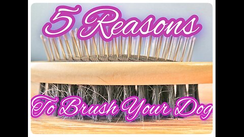 Top 5 Reasons to Brush Your Dog Regularly