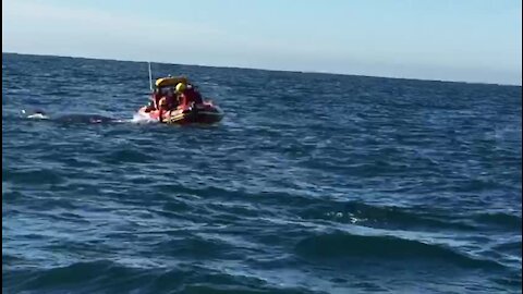 Humpback whale disentangled at Kowie River Mouth (aMv)