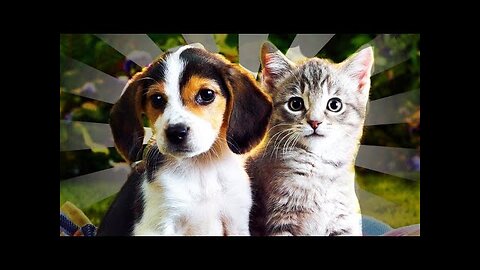 a collection of funny and adorable animal videos have fun