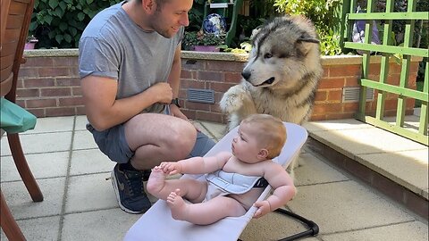 Adorable Little Girl Teaches Giant Husky To Rock Baby Brother! (Cutest Ever!!)