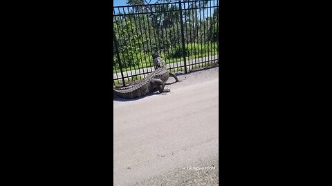 Giant alligator bends metal fence while forcing its way through