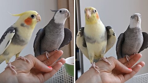 Two Cute Parrots Rock Out Together In Adorable Duet