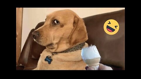 New Funny Animals 😂 Funniest Cats and Dogs Videos 😺🐶