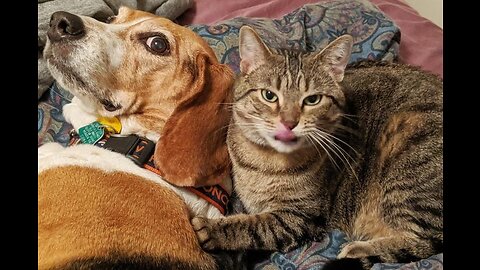 Vidéos Drôles de Chats et de Chiens 🐶🐱 Animaux Drôles