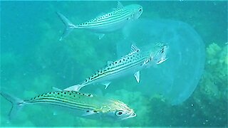 Longjawed Mackerel Try Tasting Very Large Jellyfish