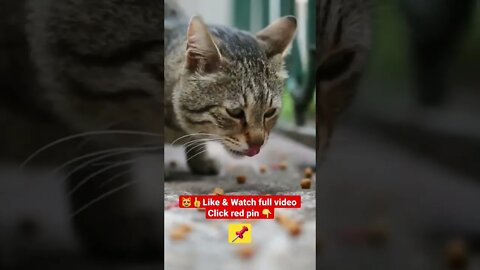 Cute Cat Funny Video 😂😹| #cutefunny #Cat #cutecats #shorts #funnycatsvideos #catsshorts