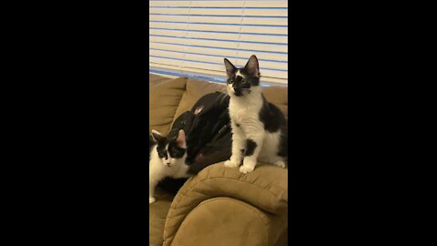 Milo and Loki react to kitty noises