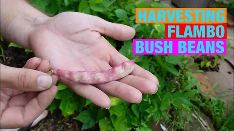 Harvesting Flambo Bush Beans