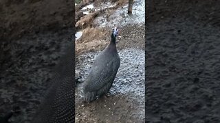 Female guinea fowl call