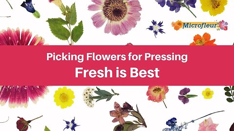 Picking Flowers for Pressing - Fresh is Best