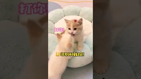 Cutest animals Baby Cat play #shorts #shortsfeed #Youtubepets_&_aniaml