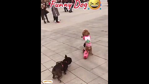 Dog, why are you following me? 🙈🤣 Amazing video