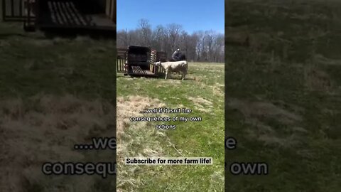 Ornery Beef Steer Deals with the Consequences #shorts